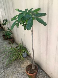 (Category: ) located in . Submitted by macggarcia (Listing ID 1100598830, Image 1). Description: .