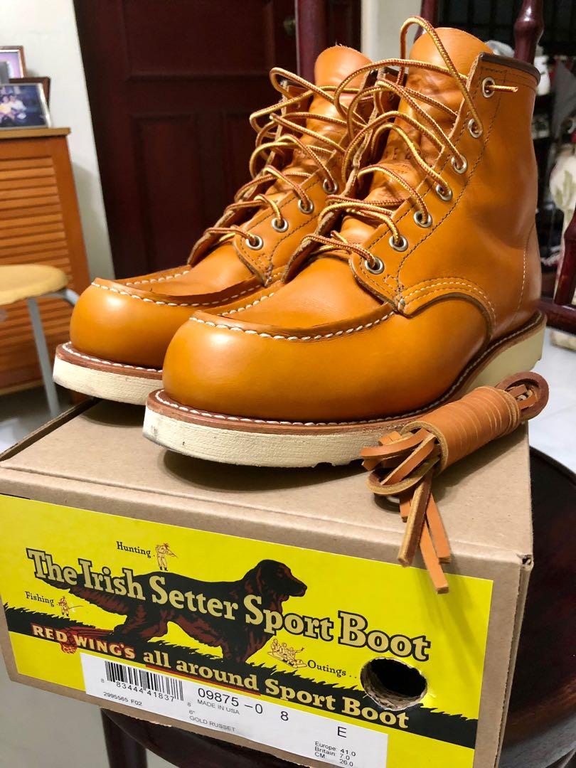 Irish sales setter 9875