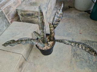 Sansevieria Kirkii Coppertone (snake plant)