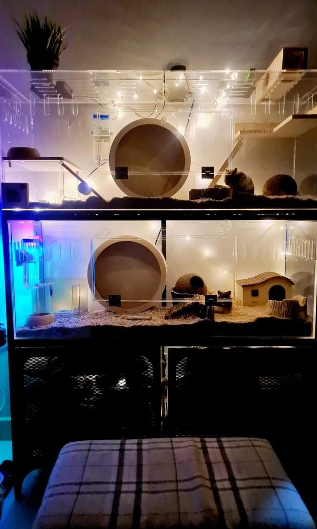syrian hamster setup