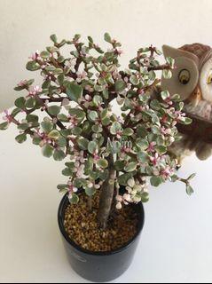 Jade plant - portulacaria afra plant