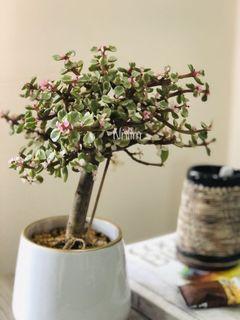 Jade plant (Portulacaria Agra Plant)