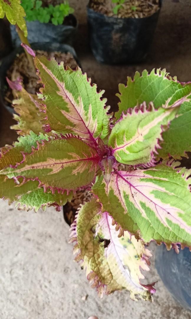 Rare Mayana (Coleus), Furniture & Home Living, Gardening, Plants