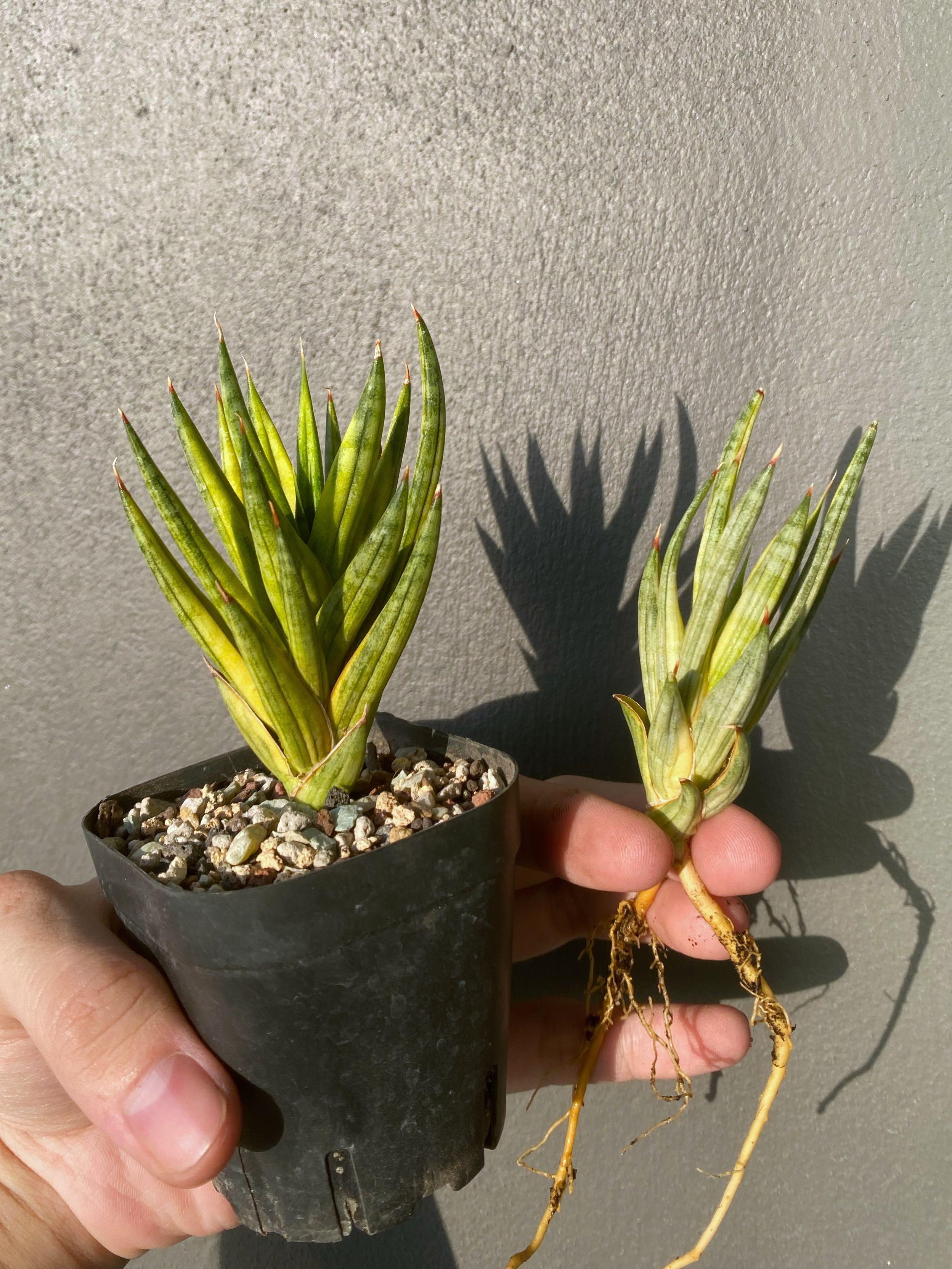 Sansevieria Francisii Variegated Snake Plant Francisii Variegated In Gardentags Plant Encyclopedia