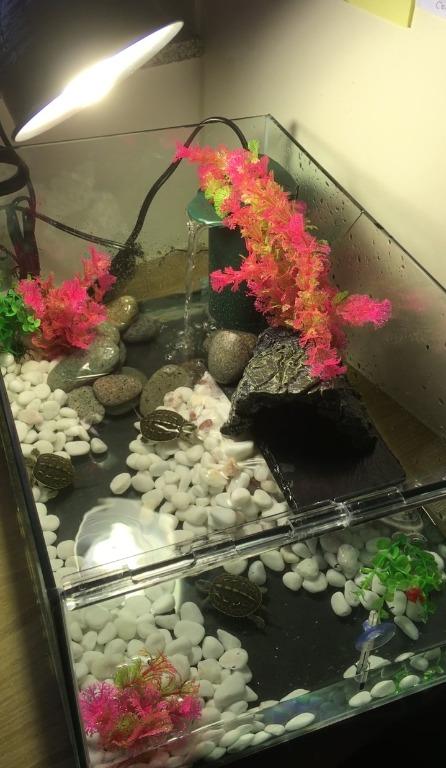 造景石14 磅魚缸龜缸造景園景石金魚街 只售封面的白石 寵物用品 寵物家品及其他 Carousell