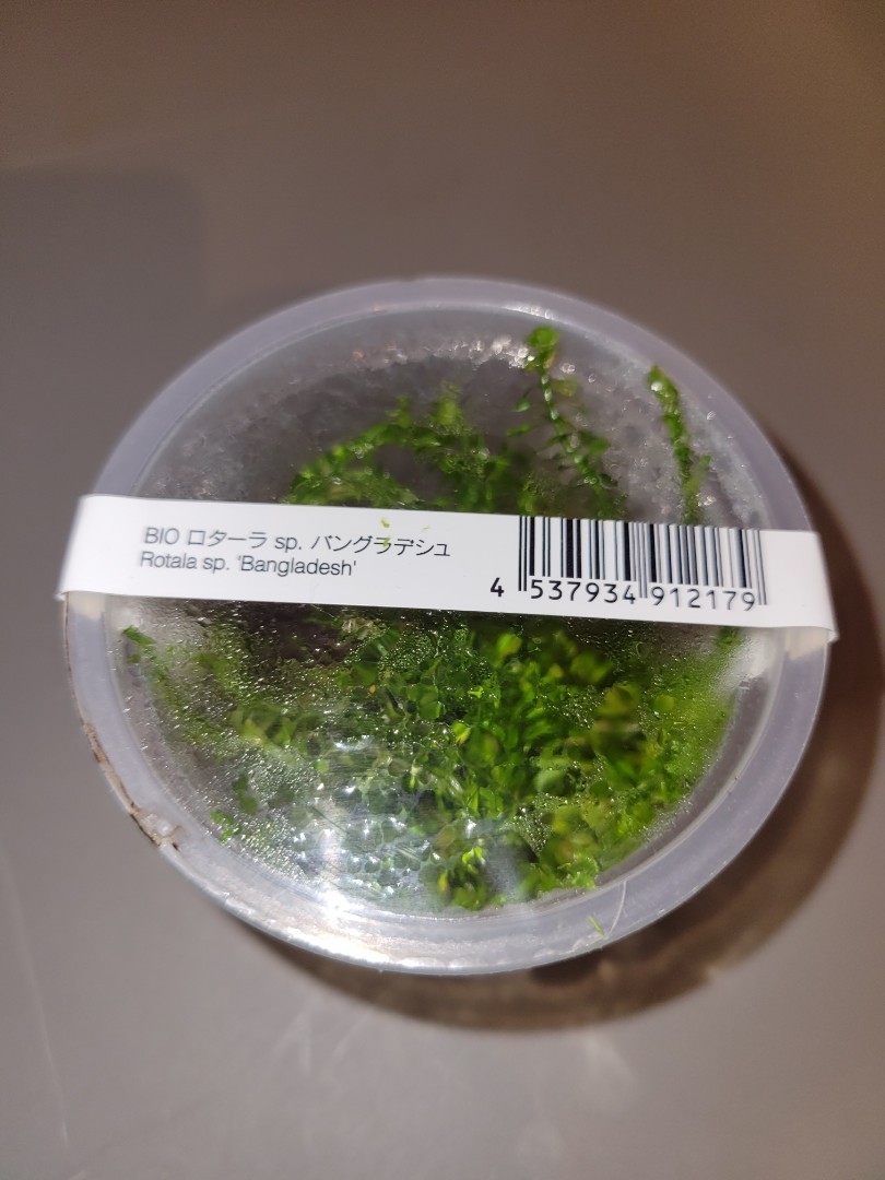 Ada Rotala Sp Bangladesh 1 杯 寵物用品 寵物飾物 Carousell Ada Rotala Sp Bangladesh 1 杯 寵物用品 寵物飾物 Carousell