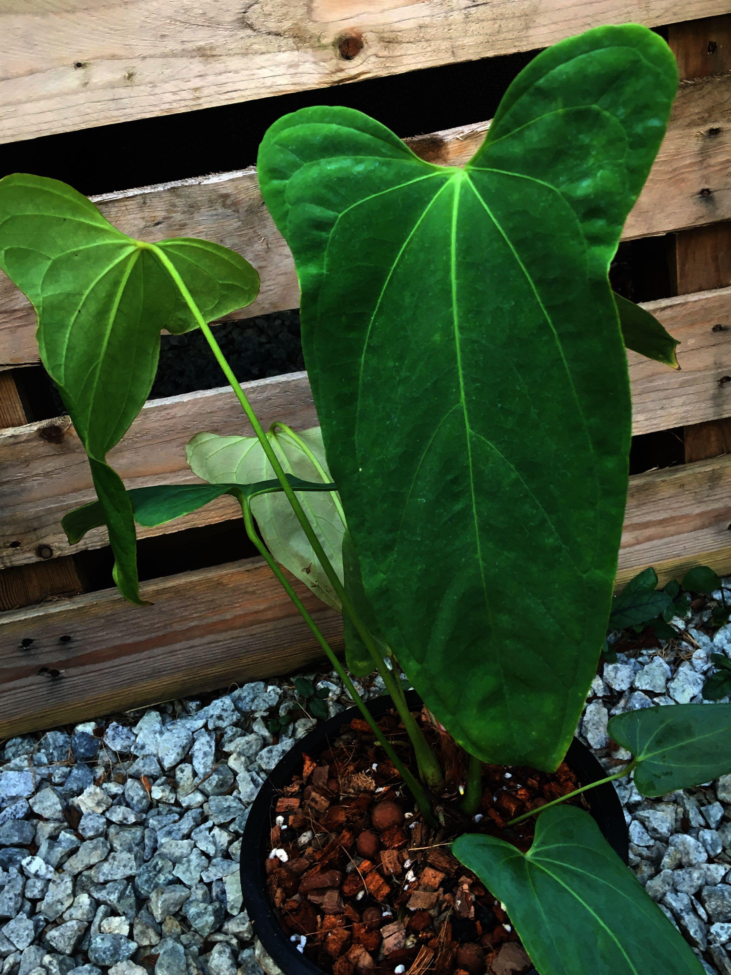 Anthurium papillilaminum – US Amazon Plants LLC Ecuadorian