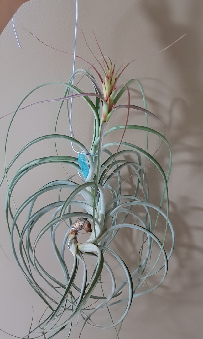 チランジア・ハイジグーツ Tillandsia Hedi Gulz ( T. exserta x T