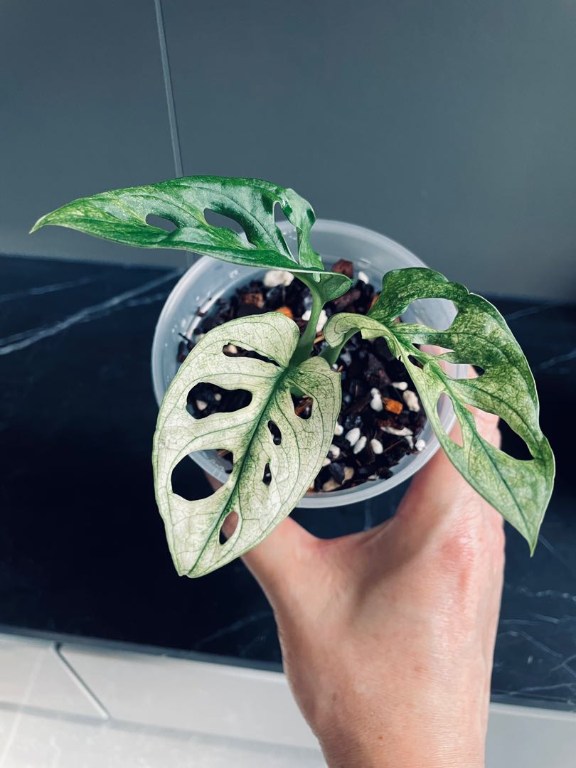 Monstera Adansonii Variegated Archipelago (Not Albo Aurea) , Furniture &  Home Living, Gardening, Plants & Seeds on Carousell