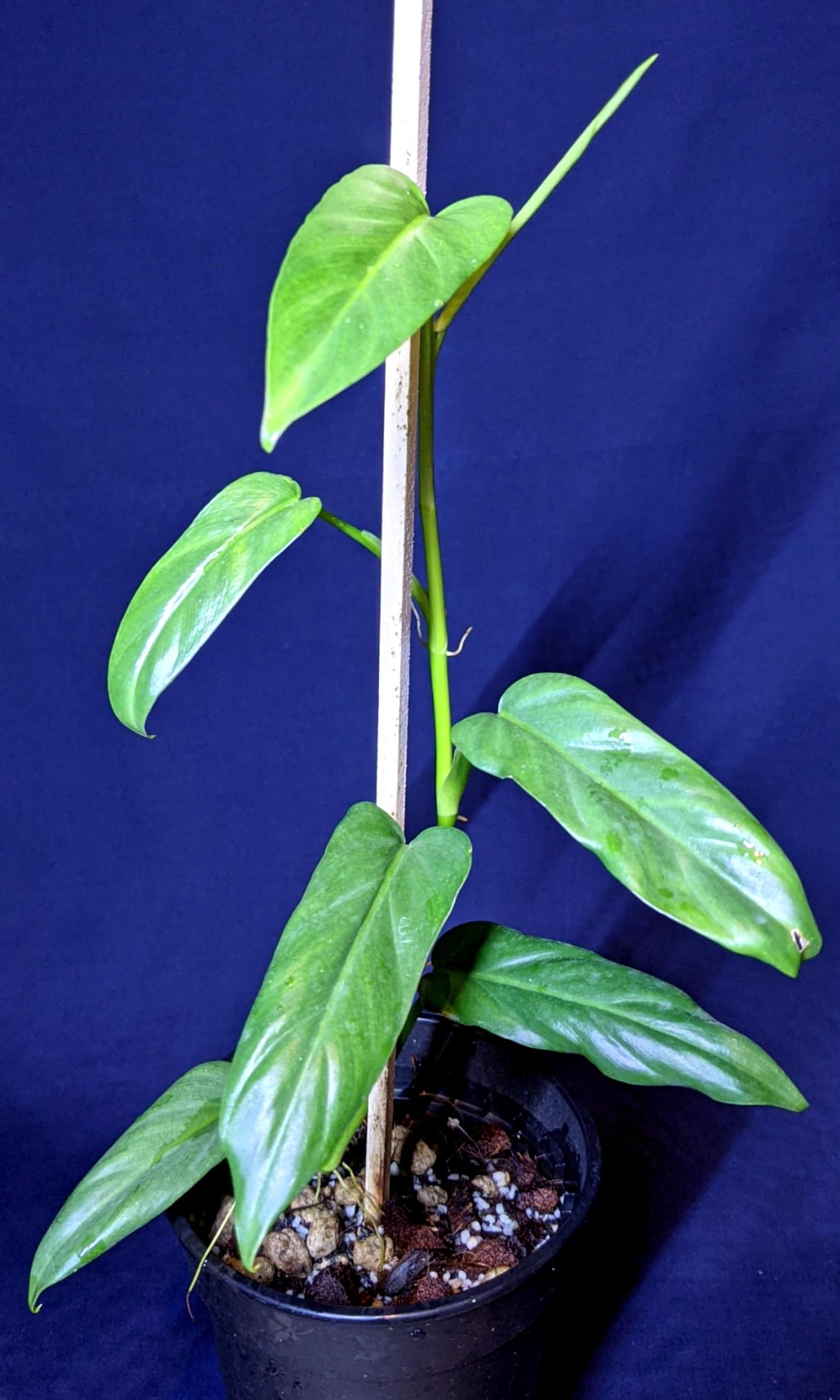 Philodendron Oxapapense Aff Furniture Home Living Gardening Plants Seeds On Carousell