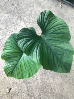 (Category: ) located in . Submitted by la.plant.e (Listing ID 1101087544, Image 1). Description: .