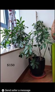（分類：）位於 。 由 happyman321 提交（商品編號 1101126624，圖片 1）。簡介： 。