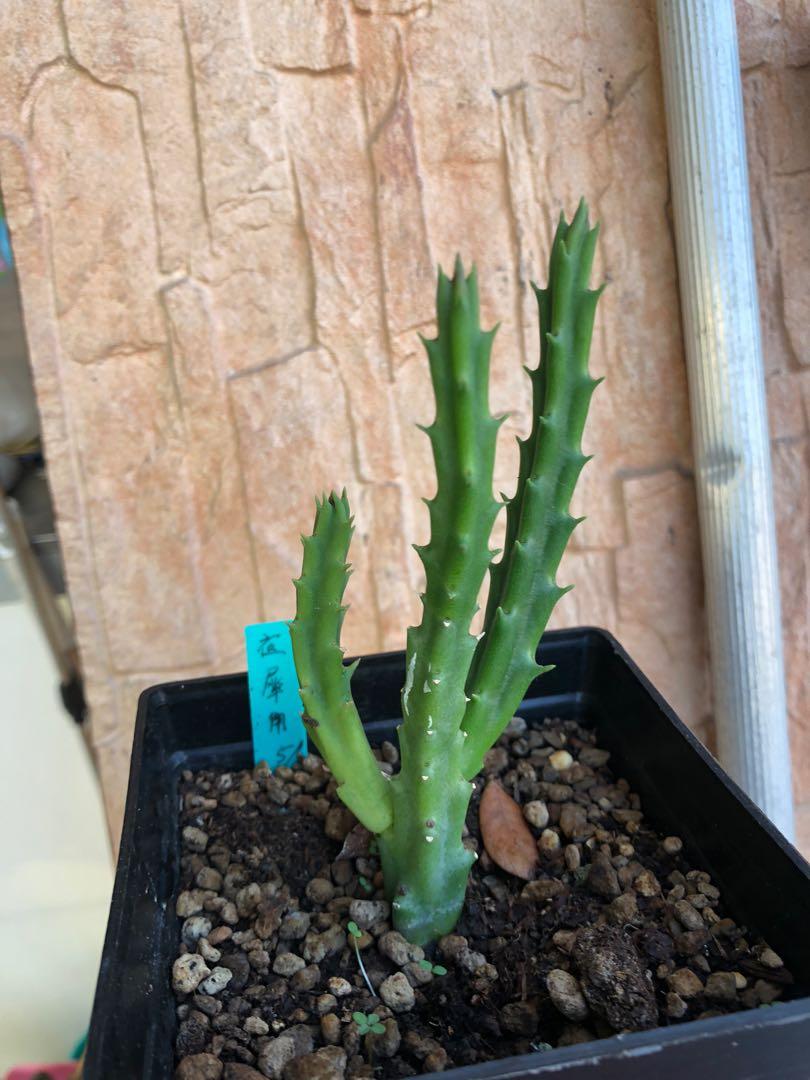 Stapelia Berlindensis 夜犀角 Furniture Home Living Gardening Plants Seeds On Carousell