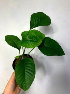 (Category: ) located in . Submitted by exotic_plants_hunter (Listing ID 1101298296, Image 1). Description: .