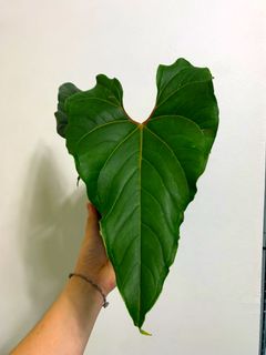 (Category: ) located in . Submitted by exotic_plants_hunter (Listing ID 1101296922, Image 1). Description: .