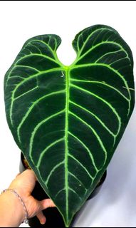 (Category: ) located in . Submitted by exotic_plants_hunter (Listing ID 1101303040, Image 1). Description: .