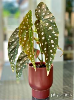 (Category: ) located in . Submitted by phylplants (Listing ID 1101261245, Image 1). Description: .