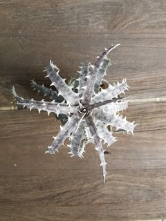 (Category: ) located in . Submitted by desertdropsshop (Listing ID 1101232217, Image 1). Description: .