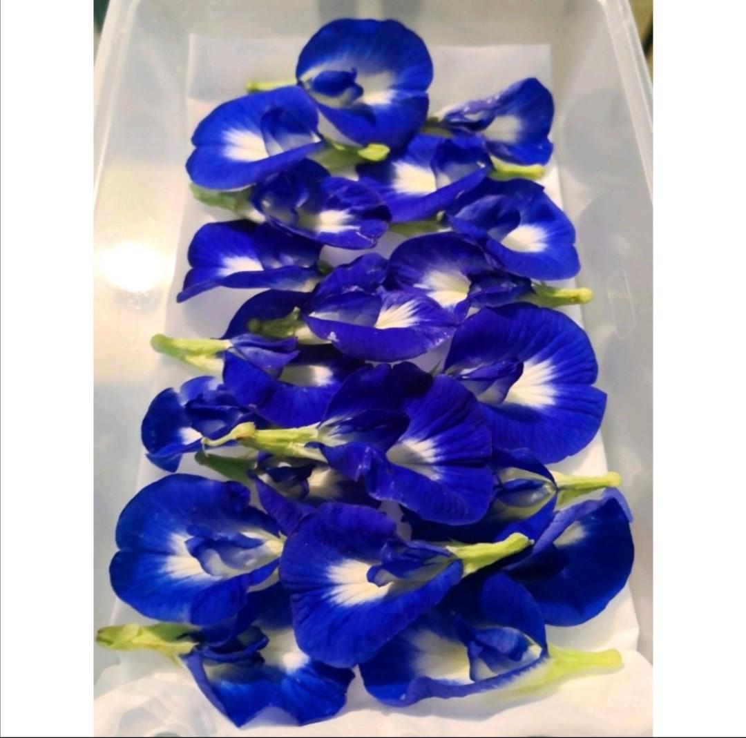 Blue Flower For Nonya Kueh Best Flower Site