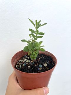 (Category: ) located in . Submitted by myaromaticgarden (Listing ID 1101302000, Image 1). Description: .