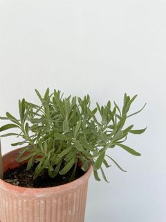 (Category: ) located in . Submitted by myaromaticgarden (Listing ID 1101302921, Image 1). Description: .
