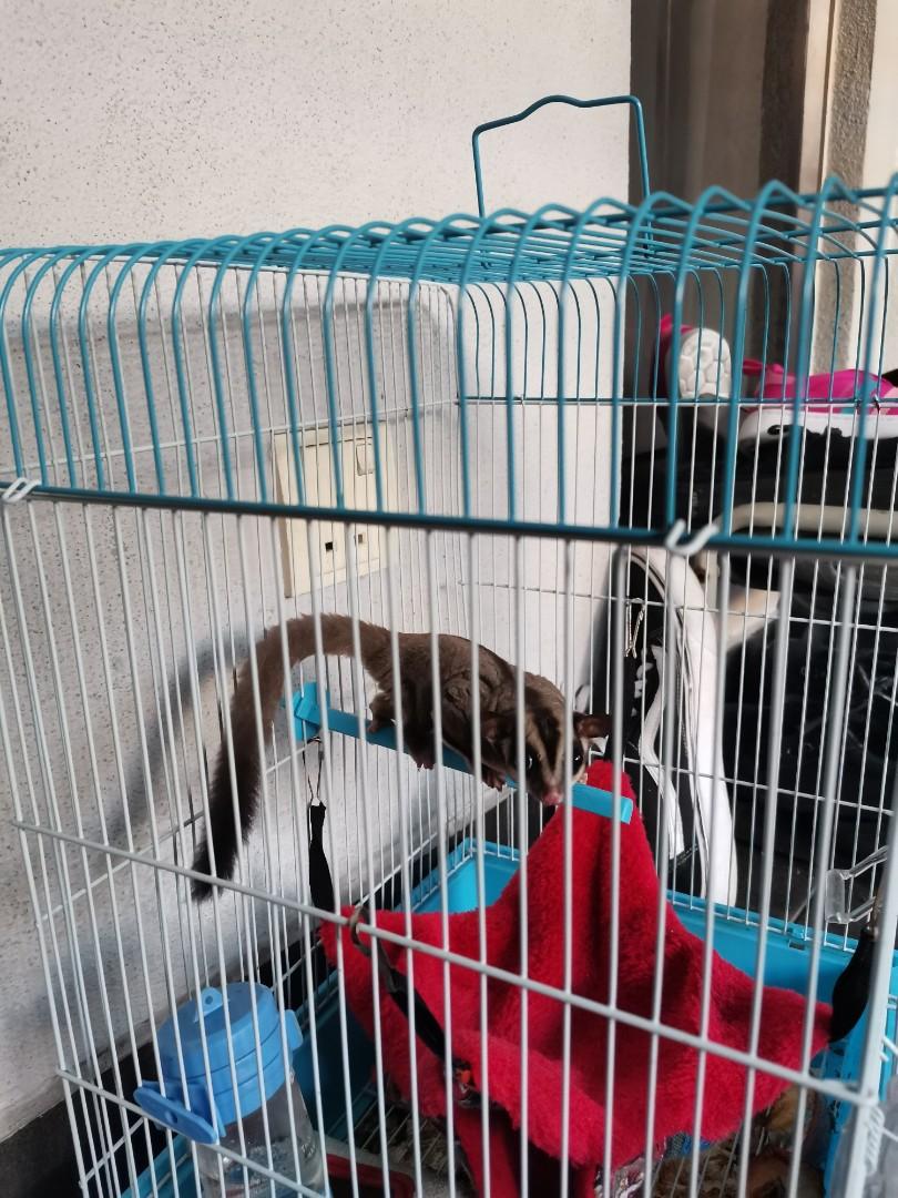 Male sugar sale glider for sale