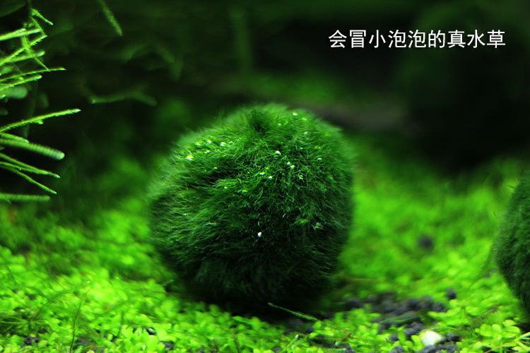 5cm Aquarium Fish Tank Media Moss Ball Live Plant Filter