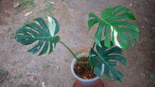 (Category: ) located in . Submitted by terraplants (Listing ID 1101210945, Image 1). Description: .
