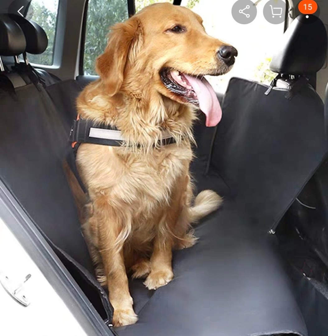 pet car restraints