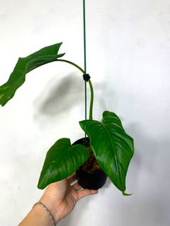 (Category: ) located in . Submitted by exotic_plants_hunter (Listing ID 1101297911, Image 1). Description: .