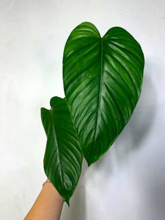 (Category: ) located in . Submitted by exotic_plants_hunter (Listing ID 1101298845, Image 1). Description: .