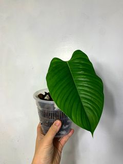 (Category: ) located in . Submitted by exotic_plants_hunter (Listing ID 1101299250, Image 1). Description: .