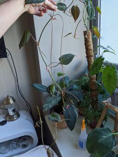 (Category: ) located in . Submitted by therellee (Listing ID 1101321735, Image 1). Description: .