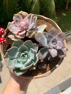 Succulent Arrangement in Pink Pot