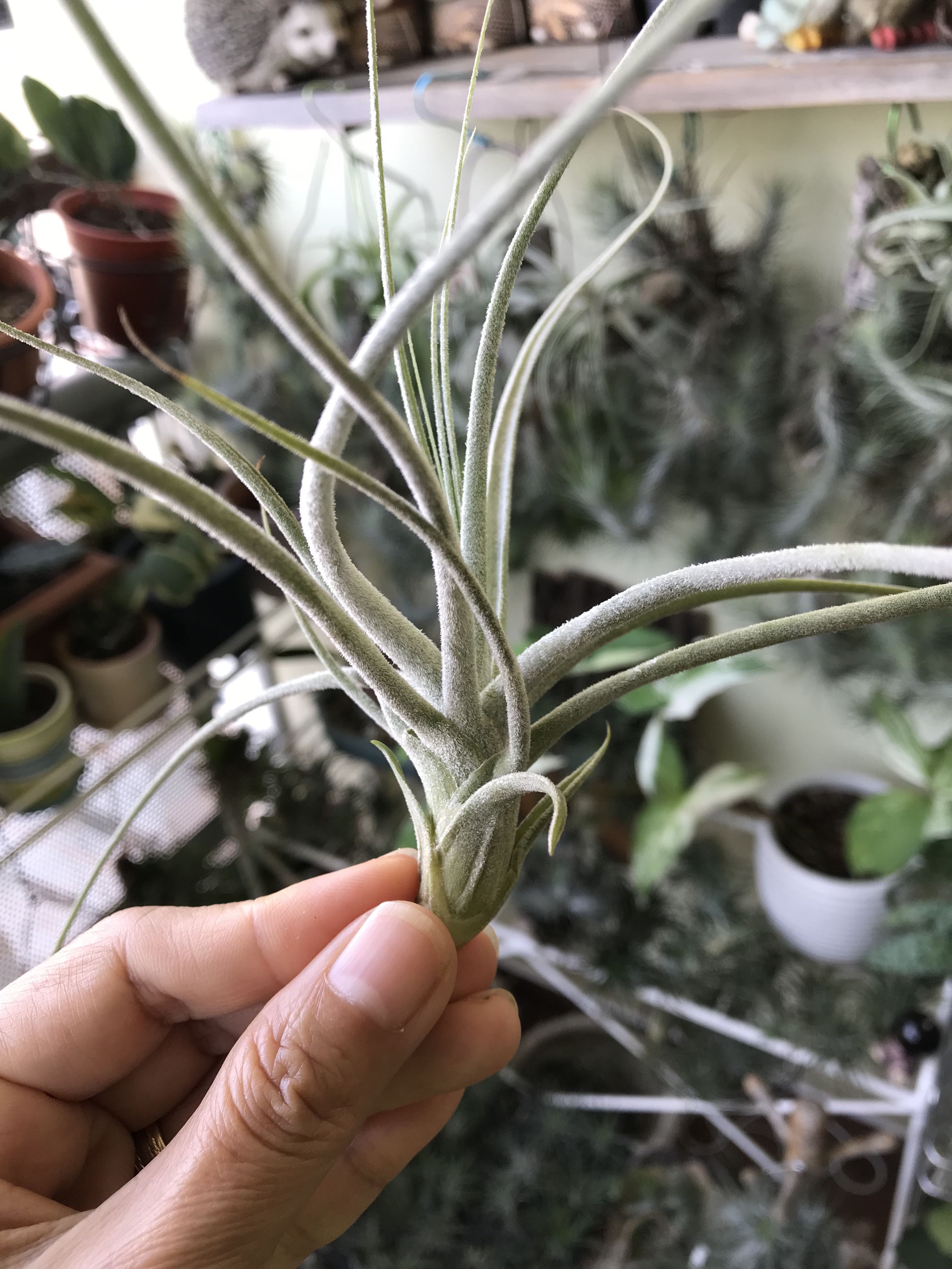 Peltry Jellyfish Tillandsia | Shopee Malaysia チランジア Peltry