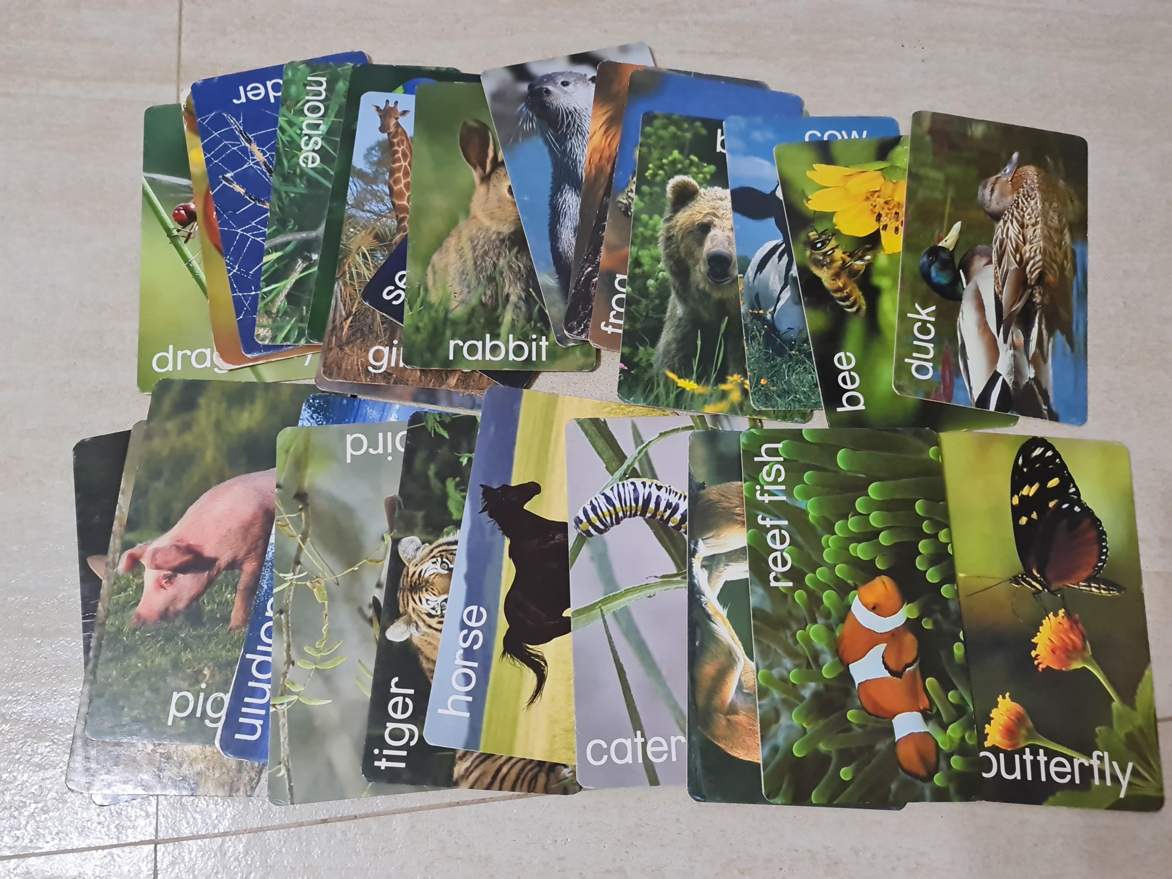 Baby Einstein Flash Cards, Hobbies & Toys, Books & Magazines, Children