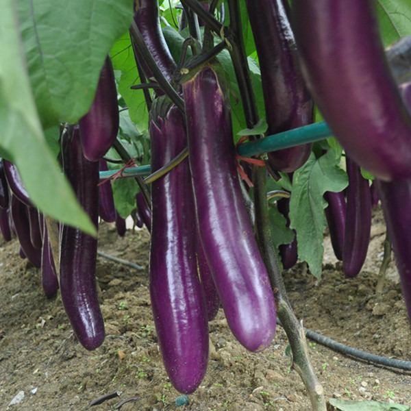 Biji Benih Terung Panjang Unggu Brinjal Seeds Hybrid Eggplant Eggplant Seeds Benih Terung Pokok Rendah Home Furniture Gardening On Carousell