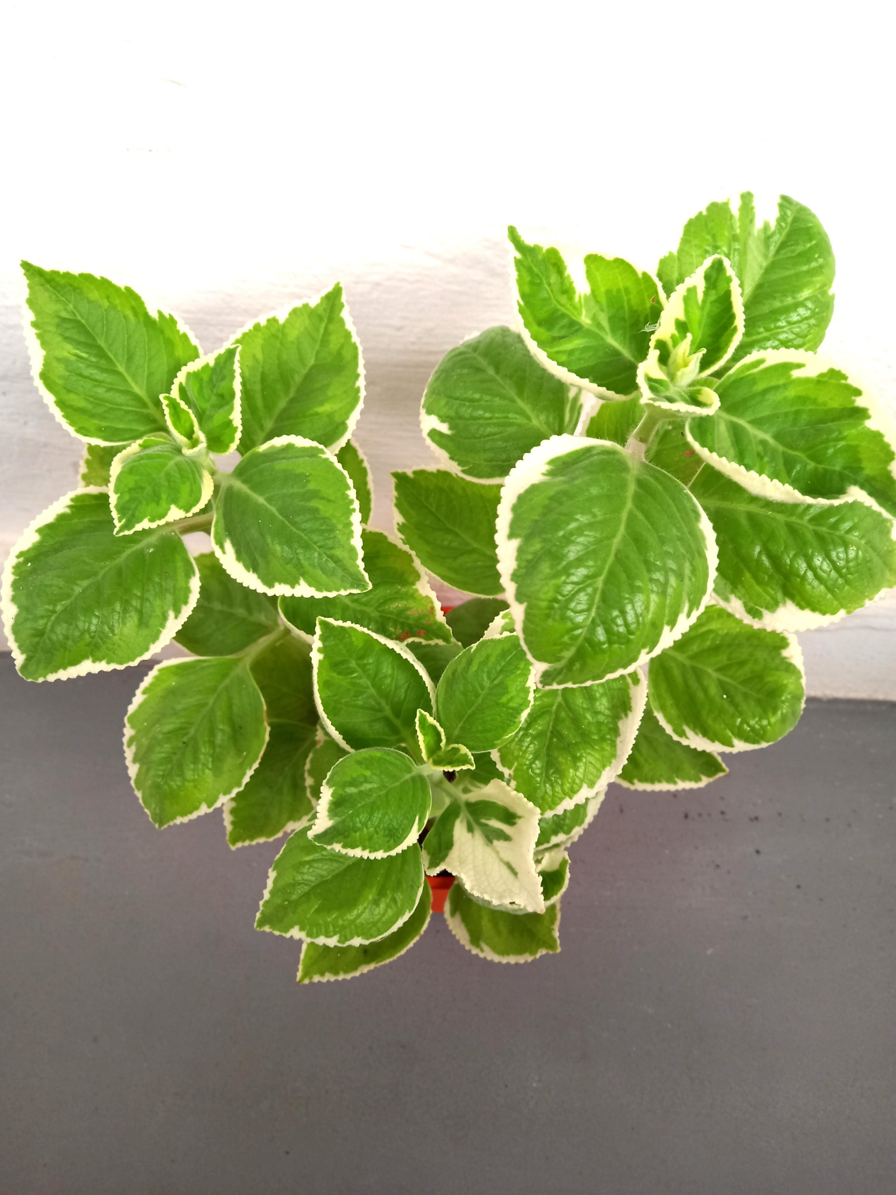 [Buy 2 get 1 Free] Varigated Mexican Mint herb plant