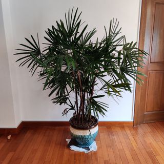 (Category: ) located in . Submitted by cdw_chinatown (Listing ID 1101516250, Image 1). Description: .