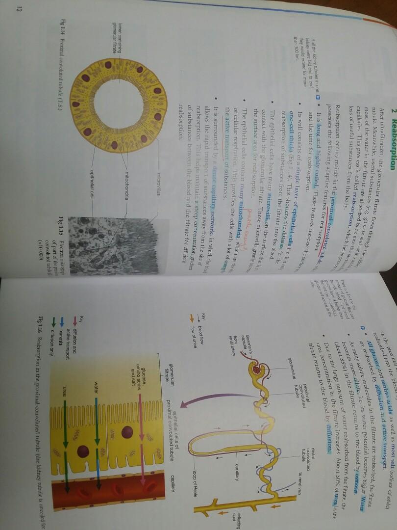 Mastering Biology E1 human physiology, 興趣及遊戲, 書本 & 文具, 教科書 - Carousell