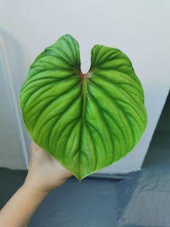 (Category: ) located in . Submitted by plantmoves (Listing ID 1101564674, Image 1). Description: .