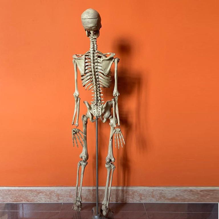 Skull Skeleton action model figure kit 骷髏骨頭模型可動34