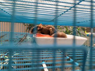 (Category: ) located in . Submitted by galeewyn (Listing ID 1101460423, Image 1). Description: .