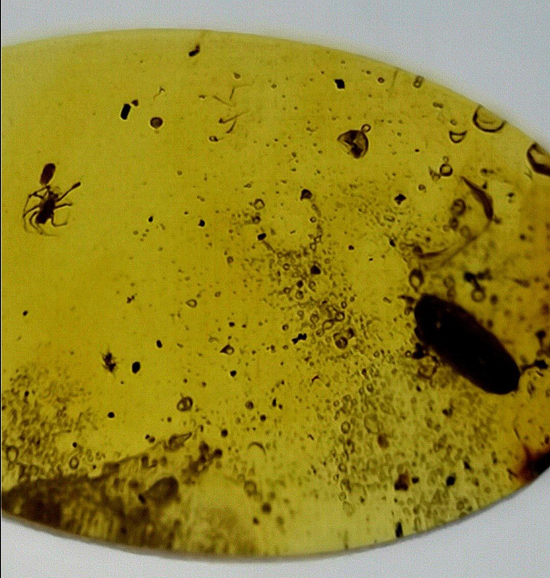 小蜘蛛捕食蟲繭水蛋 標本2 3cm左右厚度 4 1mm 鑲嵌或收藏 興趣及遊戲 手作 自家設計 其他 Carousell