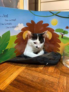 Animal imagine book! (Cat is not for sale)