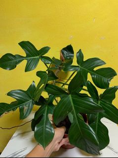 (Category: ) located in . Submitted by urban.forest (Listing ID 1101828560, Image 1). Description: .