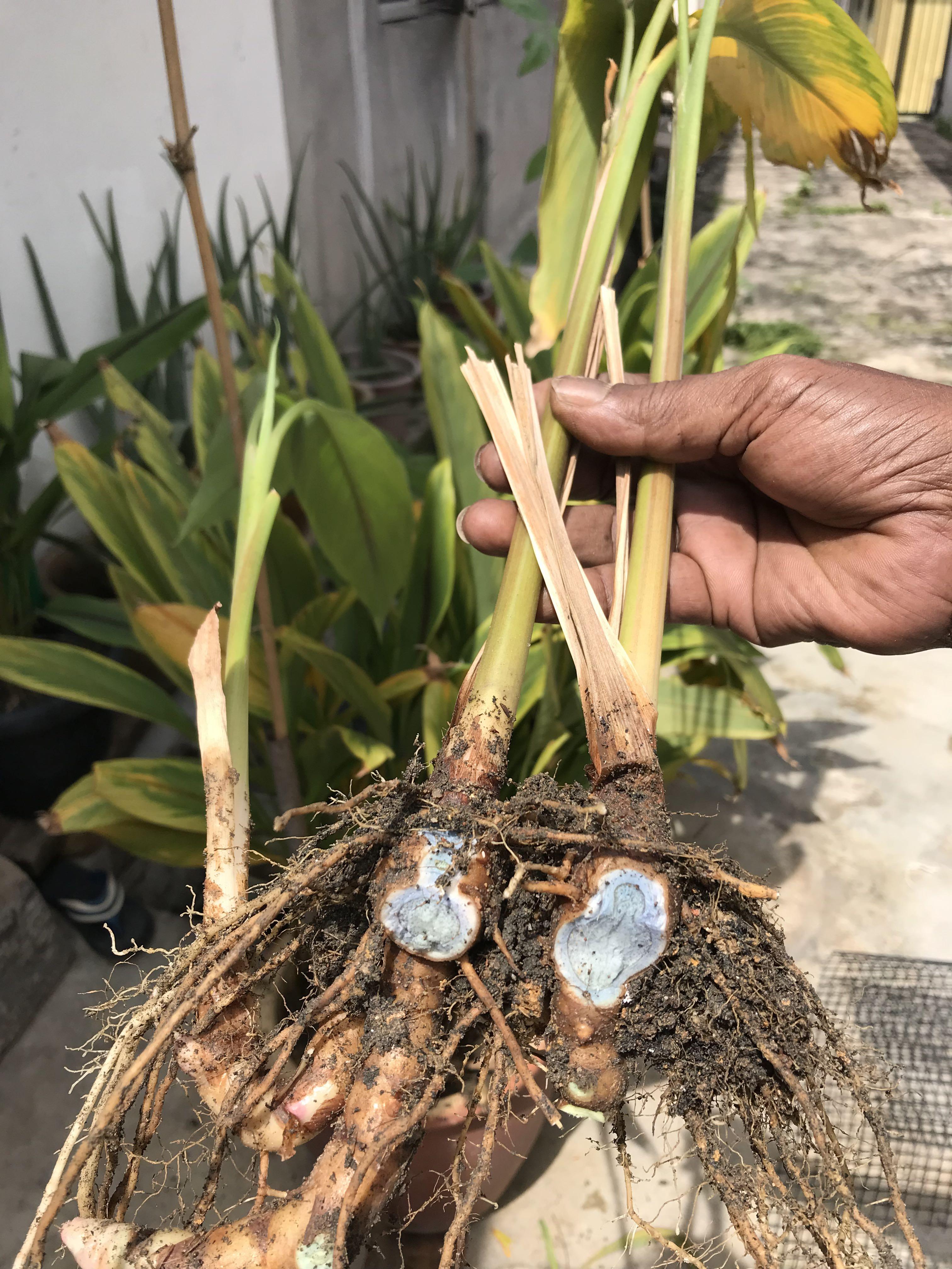 Rare Black Turmeric / Kunyit Hitam / Kali Haldi / Karumanjal, Furniture