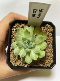 (Category: ) located in . Submitted by gardenchapter (Listing ID 1101837942, Image 1). Description: .
