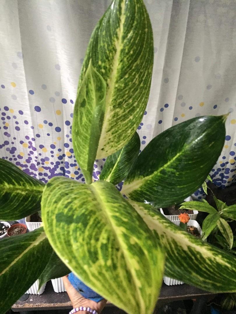 AGLAONEMA GOLDEN SANDS, Furniture & Home Living, Gardening, Plants