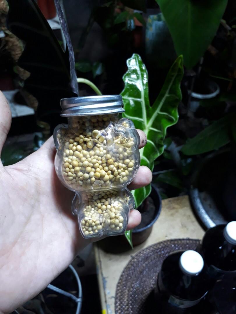 Garden needs- fertilizer & more (Category: Soil & Fertilisers) located in Antipolo. Submitted by blueshopvintage (Listing ID 1098048213, Image 2). Description: humicplus ready to use liquid fertilizer 45/ L osmocote in cute hello kitty glass bottle 100 loam soil 100 potting mix 100 rice hull 30/ kl pumice stone 30/kl cocopole bamboo 80/4ft cocopole pvc 65 /3ft.